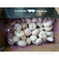 2019 Fresh New Crop Pure White Garlic